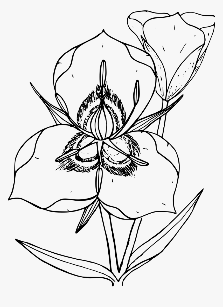 Wildflower Png, Transparent Png, Free Download