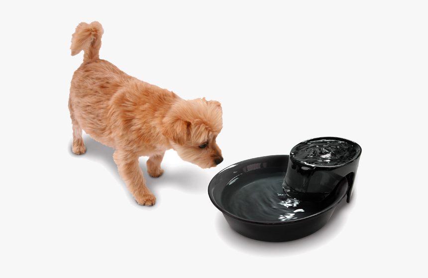 Abandoned Dog Png Free Download - Dog Drinking Water Png, Transparent Png, Free Download