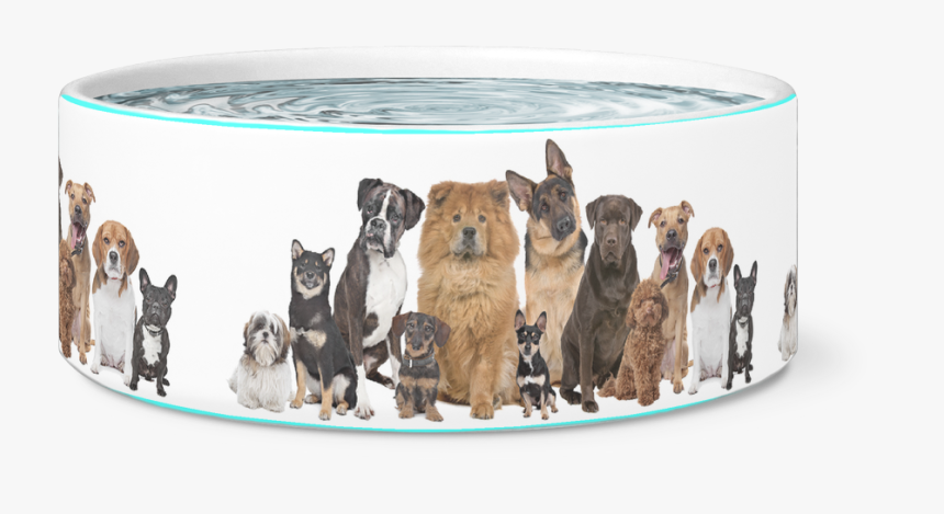 The 12 Dogs Bowl - Many Dogs And Cats, HD Png Download, Free Download
