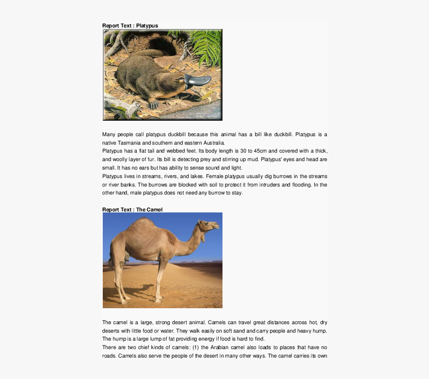 Camel, HD Png Download, Free Download