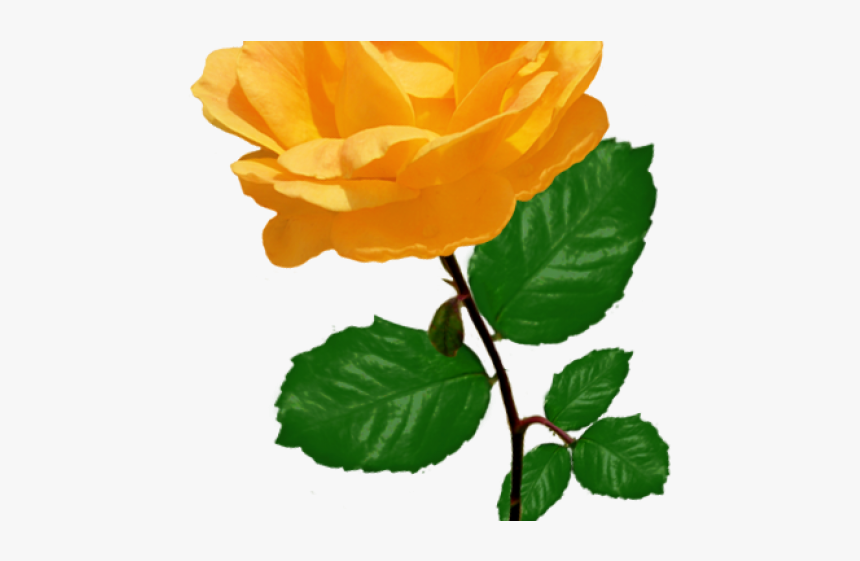 Orange Rose Clipart, HD Png Download, Free Download