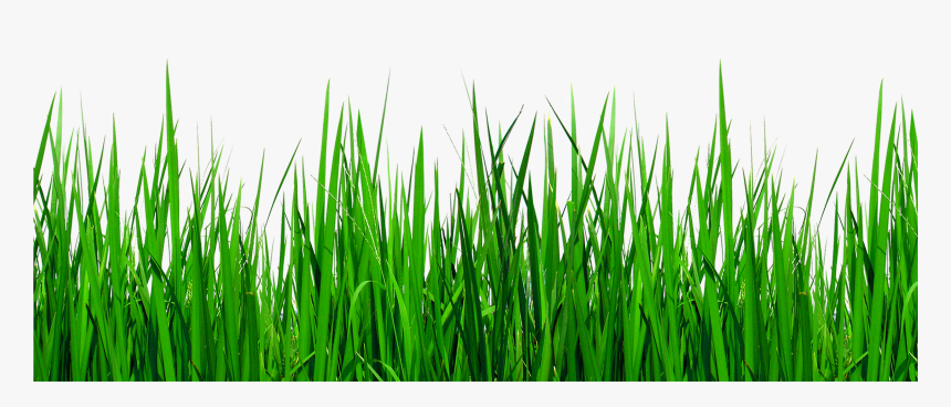 Grass Border Png - Grass Clipart No Background, Transparent Png, Free Download