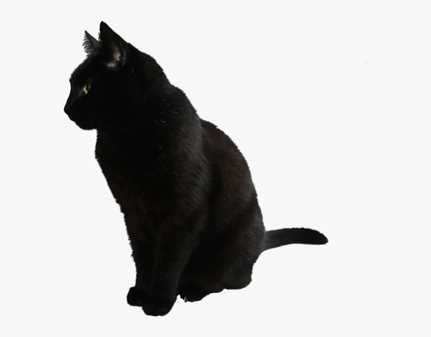 Black Cat Png, Transparent Png, Free Download