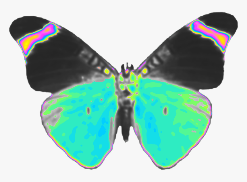 #butterfly #wings #fly 
#holographic #dinah #dinaaaaaah - Lycaenid, HD Png Download, Free Download