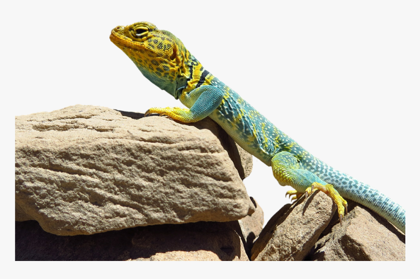 There Lizards In Idaho, HD Png Download, Free Download