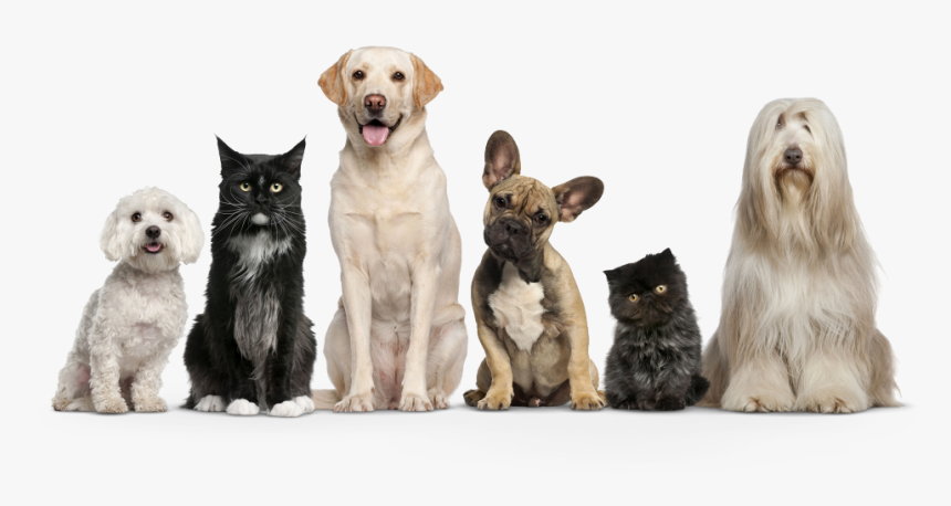 Dogs And Cats Png, Transparent Png, Free Download