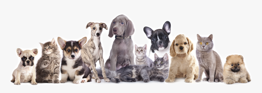 Doggie Daycare, Dog Boarding & Pet Sitting - Group Of Dog And Cat, HD Png Download, Free Download