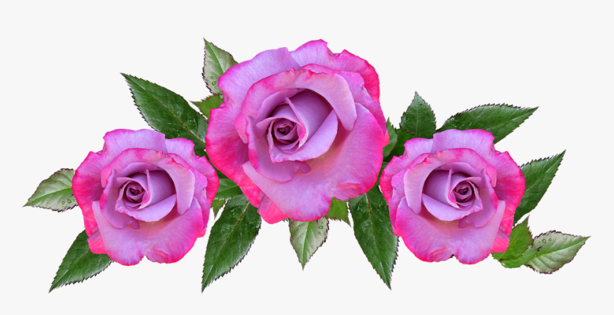 Rose, Flower, Floral, Petal, Anniversary - Happy Anniversary 3 Years Flowers, HD Png Download, Free Download