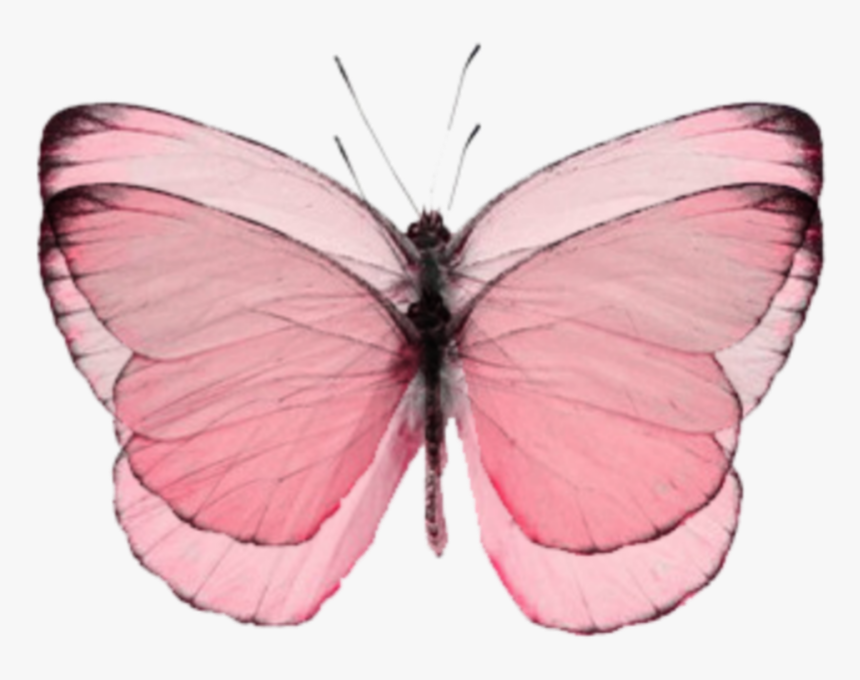 #pinkbutterfly #butterfly #butterflypink #pink #aesthetic - Butterfly Backgrounds, HD Png Download, Free Download