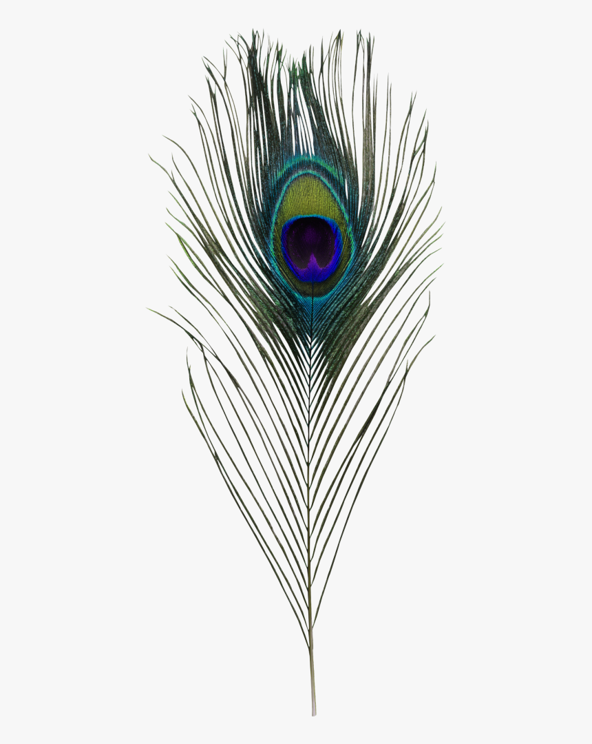 Peacock Feather Hd Png, Transparent Png, Free Download