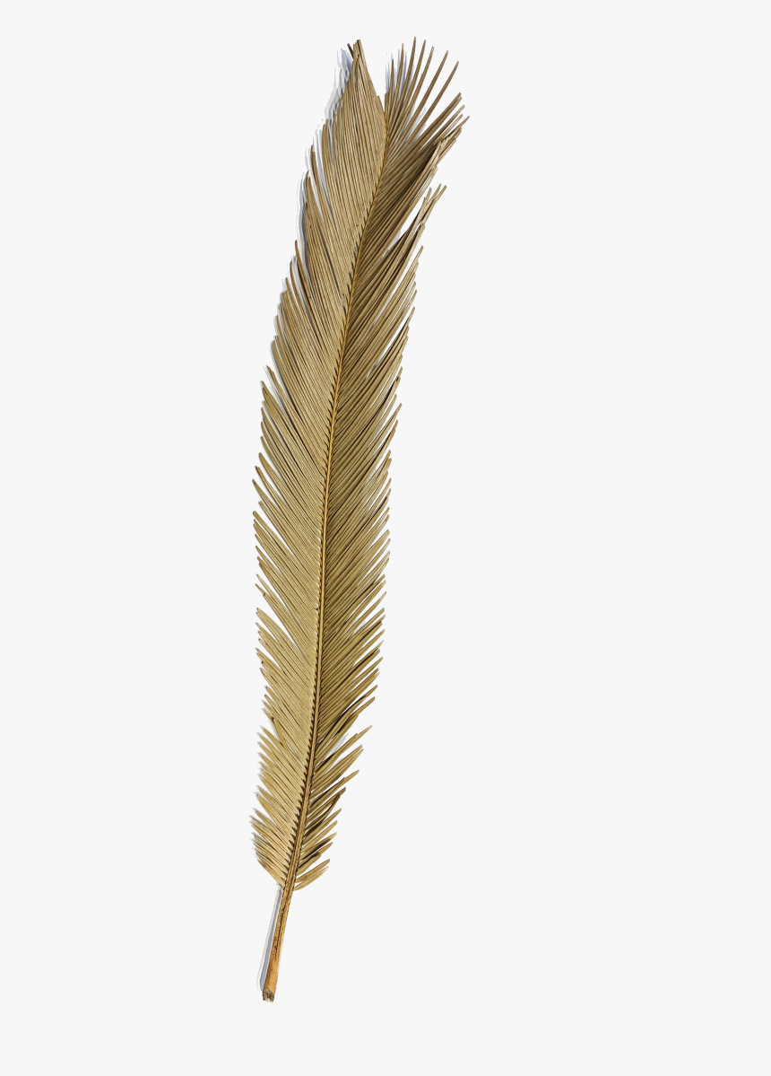 Natural Dried Palm Leaf, HD Png Download, Free Download
