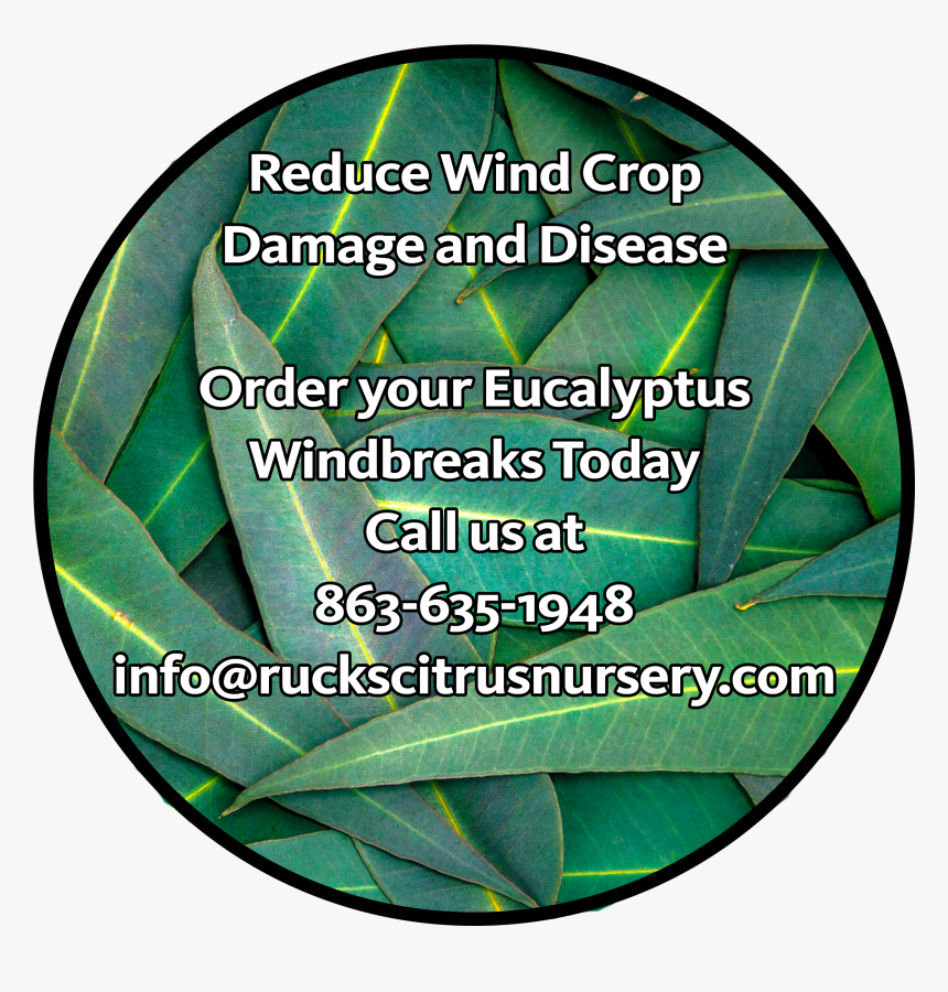 Eucalyptus - Leaf, HD Png Download, Free Download