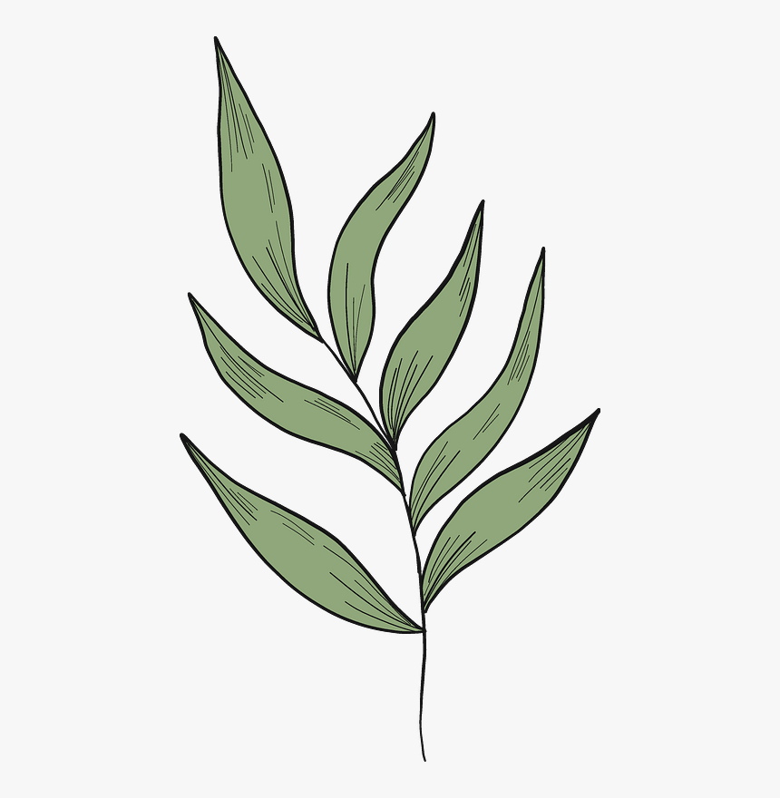 Eucalyptus Branch Clipart - Illustration, HD Png Download, Free Download