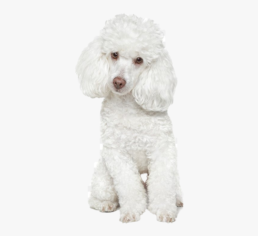 White Poodle Png Free Download - Avisos De Peluqueria Canina, Transparent Png, Free Download