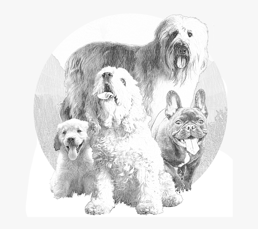 Transparent Dog Drawing Png - Miniature Poodle, Png Download, Free Download
