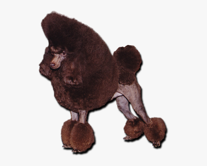 Chocolate Toy Poodle - Chocolatetoy Toy Poodle, HD Png Download, Free Download