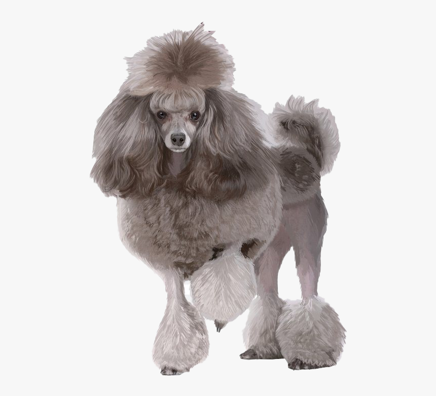 Poodle Png Download Image - Poodle Png, Transparent Png, Free Download