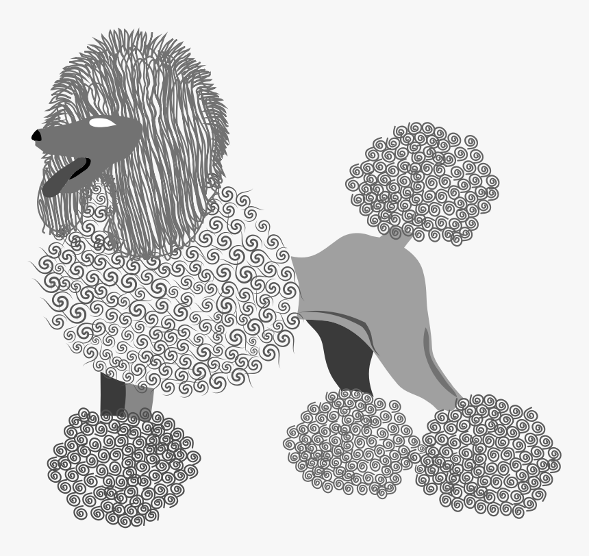 This Png File Is About Vector , French Poodle , Breed - Illustration, Transparent Png, Free Download