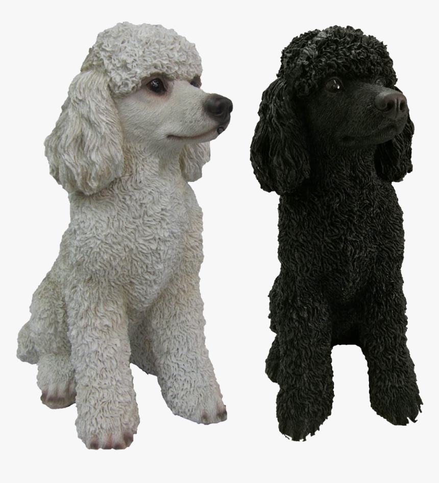 Poodle, HD Png Download, Free Download