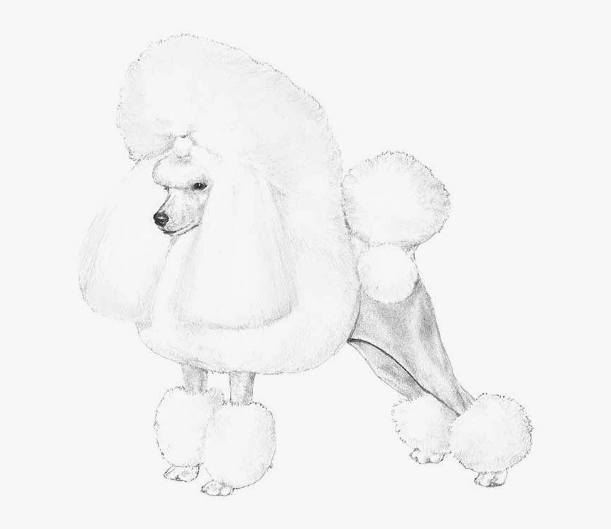 Poodle - Toy Poodle, HD Png Download, Free Download