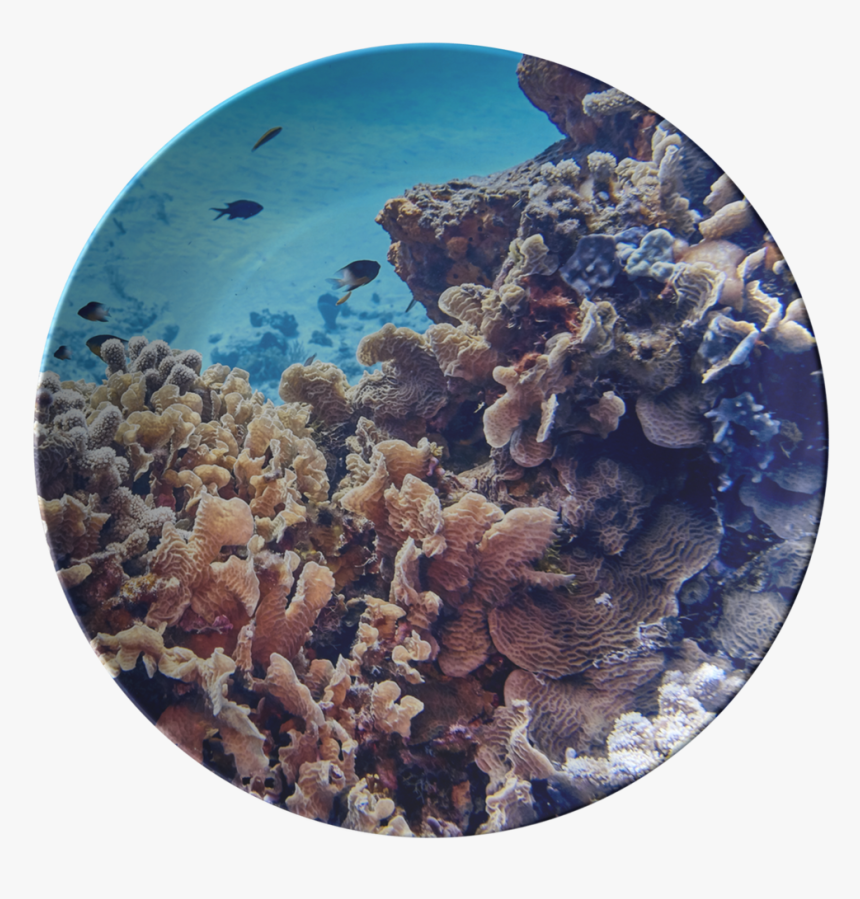 Coral Reef, HD Png Download, Free Download