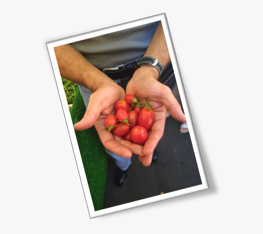 Bush Tomato , Png Download - Plum Tomato, Transparent Png, Free Download