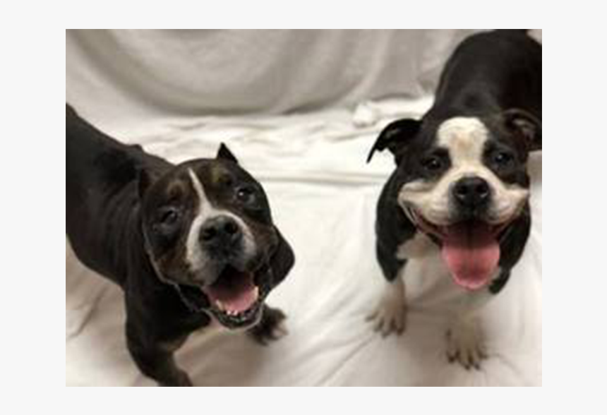 Adoptiondog - Boston Terrier, HD Png Download, Free Download