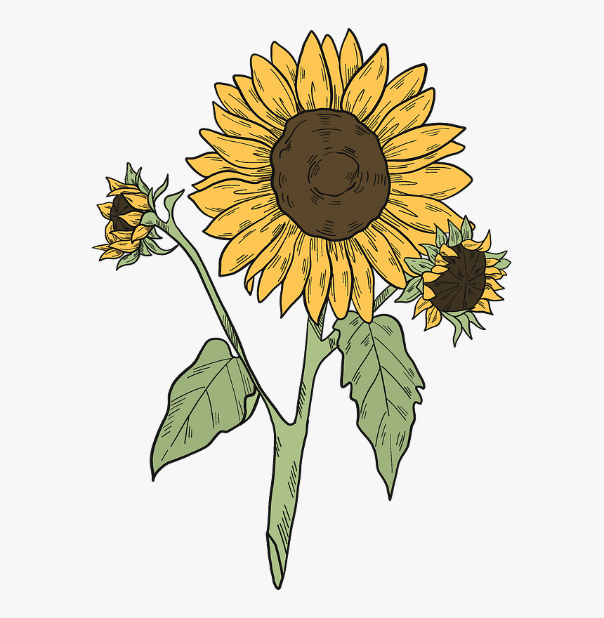 Sunflowers Clipart - Sunflower, HD Png Download, Free Download