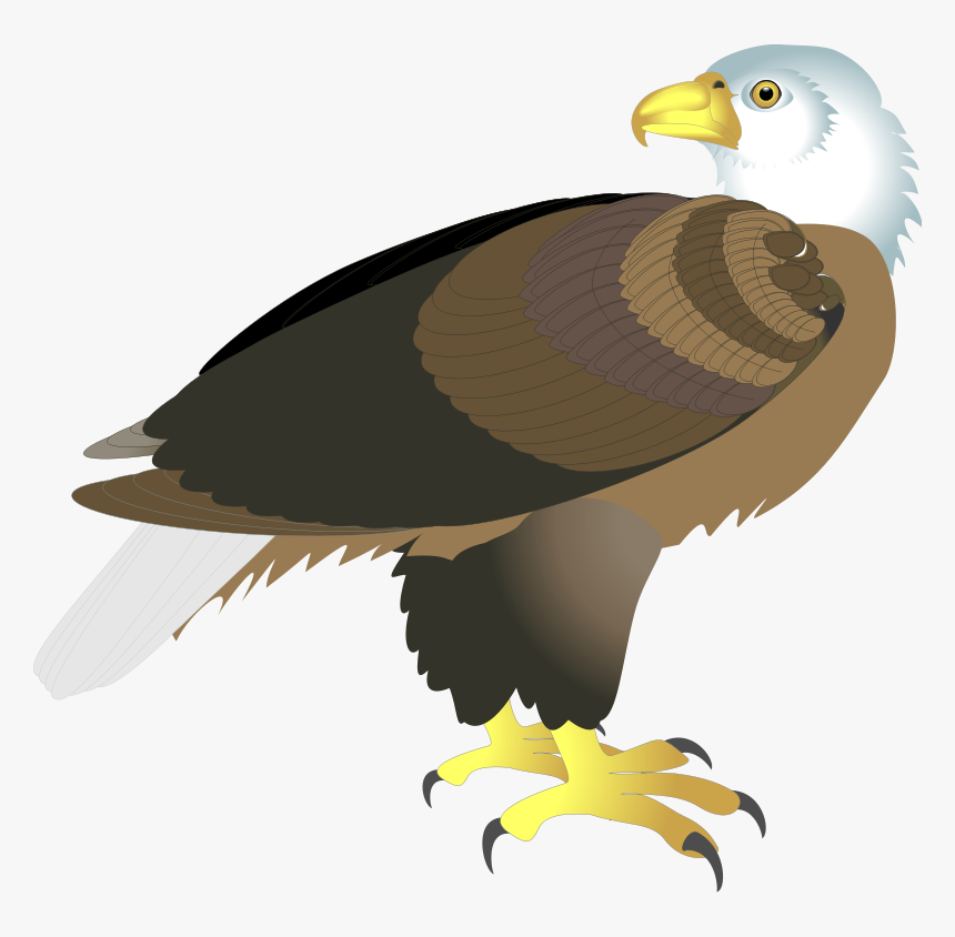 Free Vector Bird - Aguila Vector, HD Png Download - kindpng