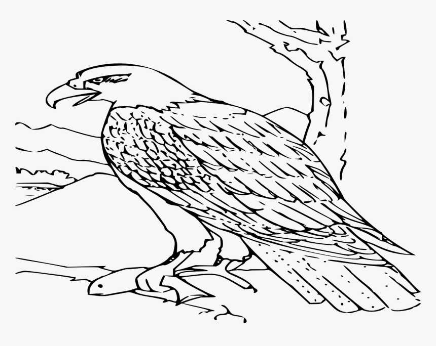 Hawk Black And White, HD Png Download, Free Download