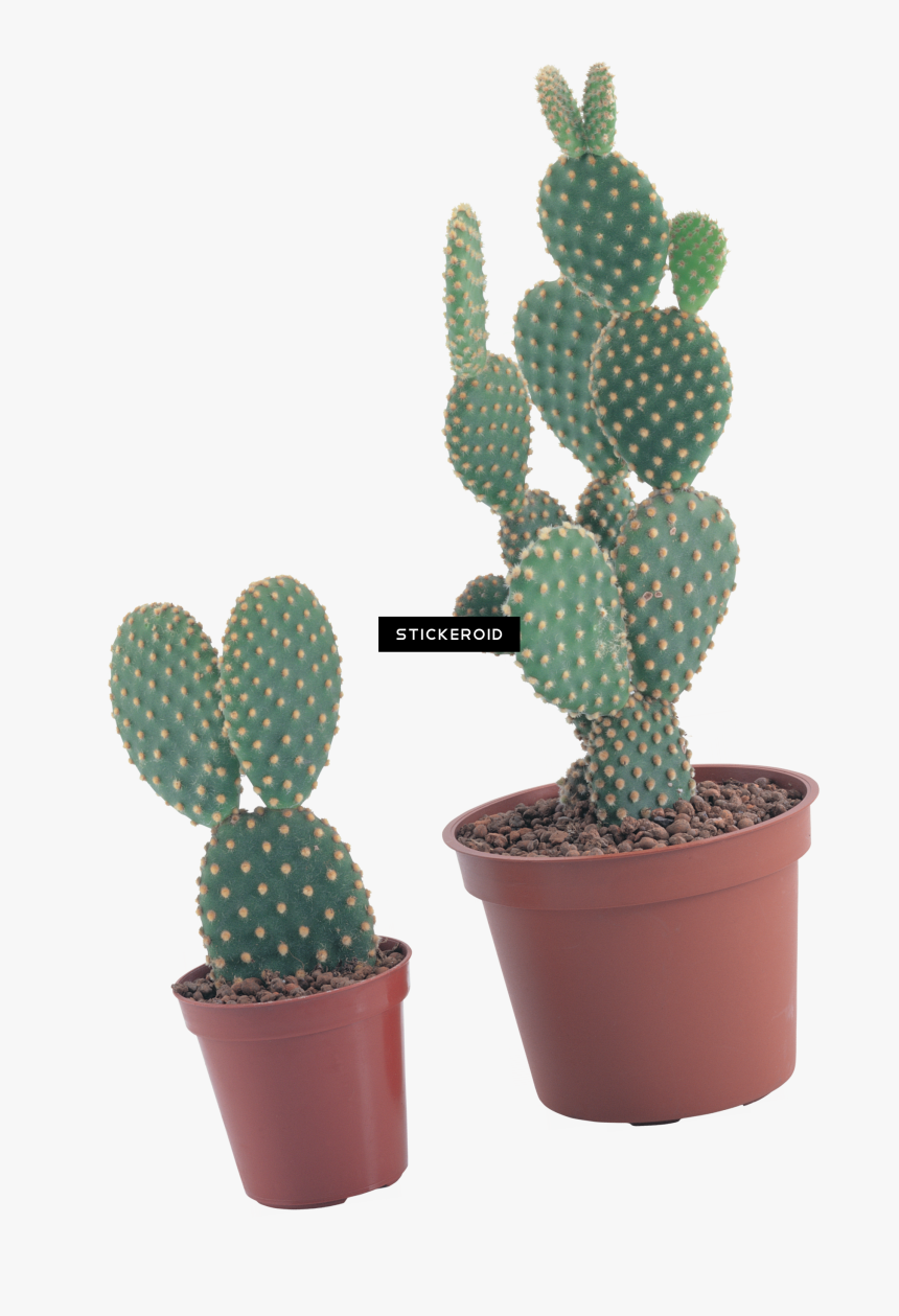 Transparent Cactus Clipart Png - Portable Network Graphics, Png Download, Free Download