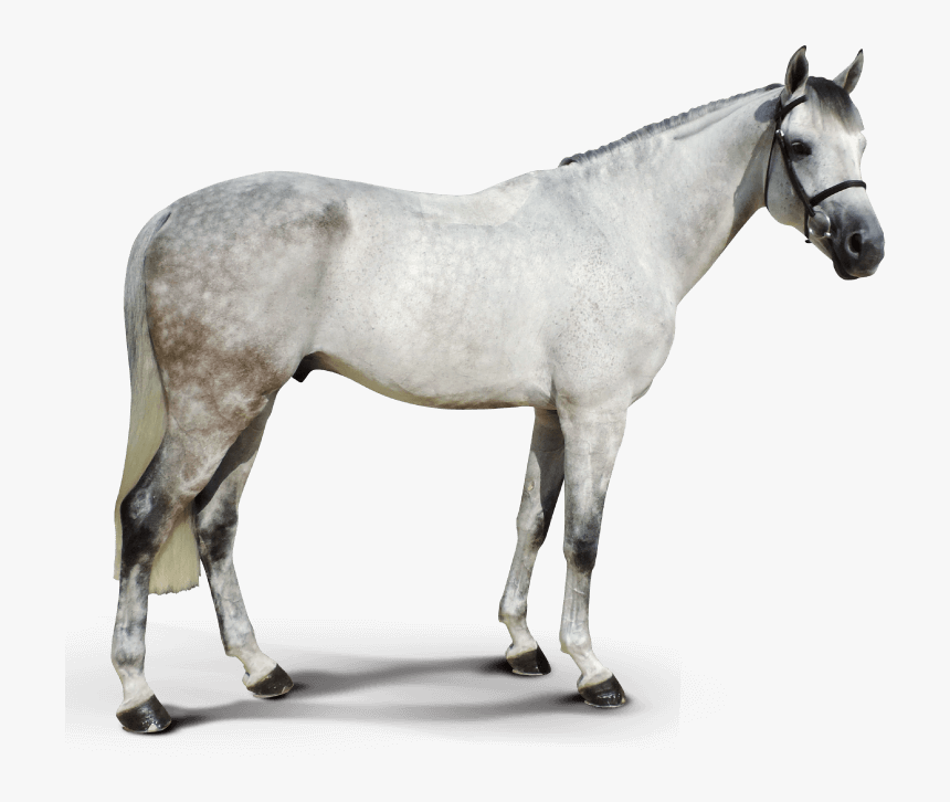 Callway Do Cabo - Stallion, HD Png Download, Free Download