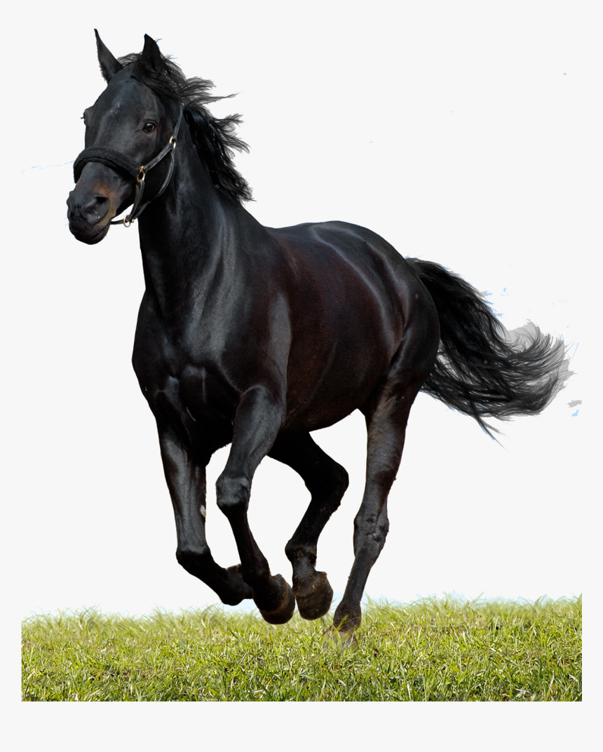 Alexander Equine Veterinary Services - Beautiful Black Running Horses, HD Png Download, Free Download