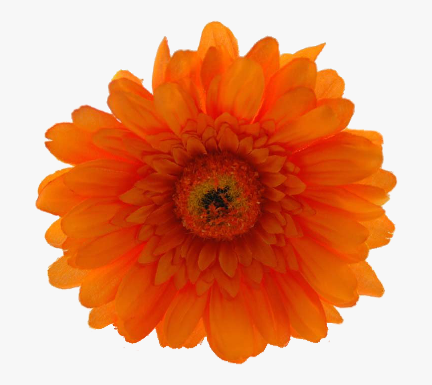 Now Only $19 - Orange Hibiscus Flower Png, Transparent Png, Free Download