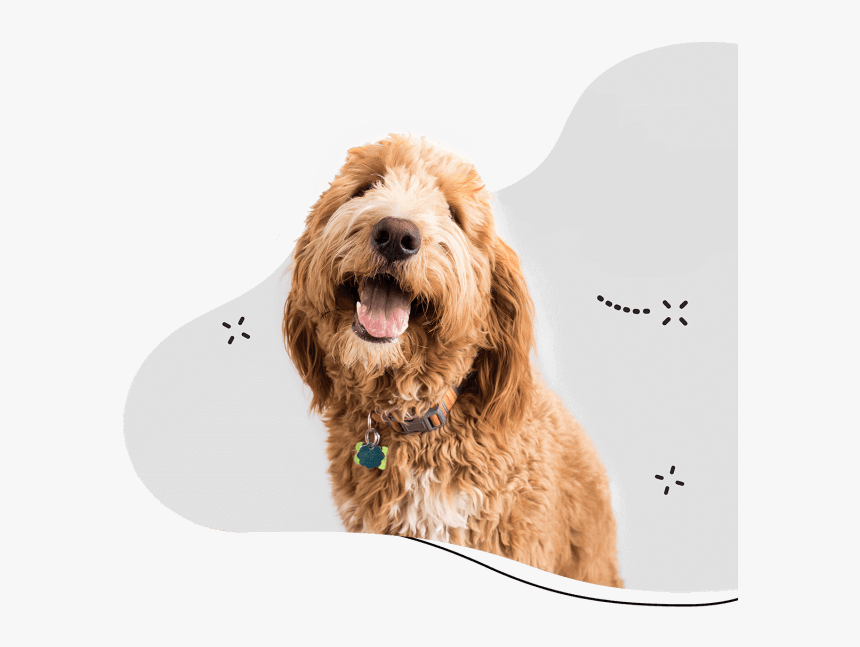 Https - - Com - - Dog, HD Png Download, Free Download