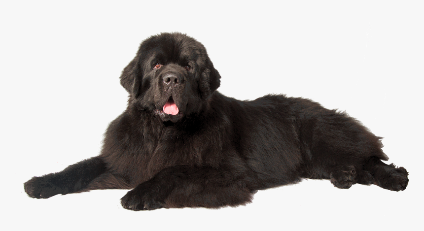 Newfoundland Dog Transparent Background, HD Png Download, Free Download