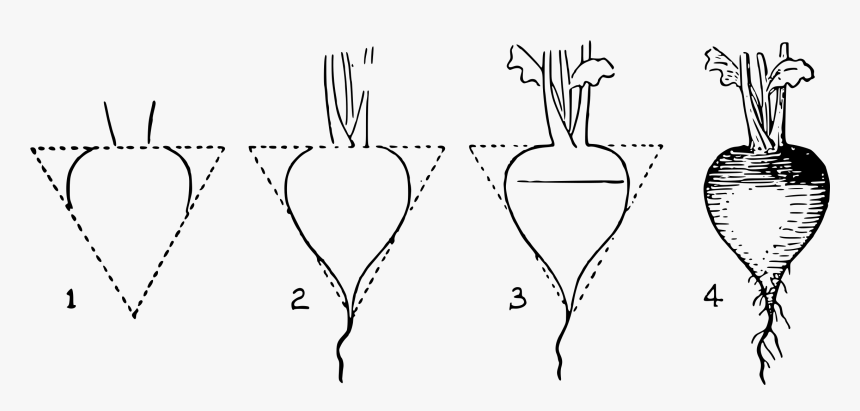 4 Steps Clip Arts - Draw Radish Step By Step, HD Png Download, Free Download