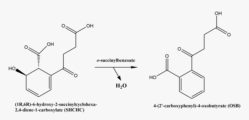 Chemical Reaction Catalyzed By Osbs - O Succinylbenzoate, HD Png Download, Free Download