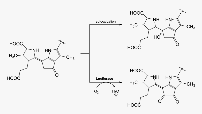 Luciferin Dinoflagellate Reaction - Luciferin Reaction, HD Png Download, Free Download