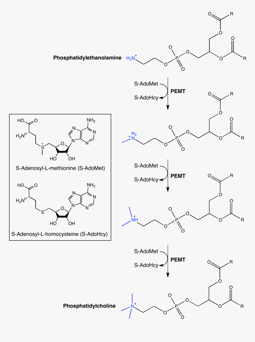 Pemt Enzyme-catalyzed Reaction - Phosphatidylethanolamine Methylation, HD Png Download, Free Download