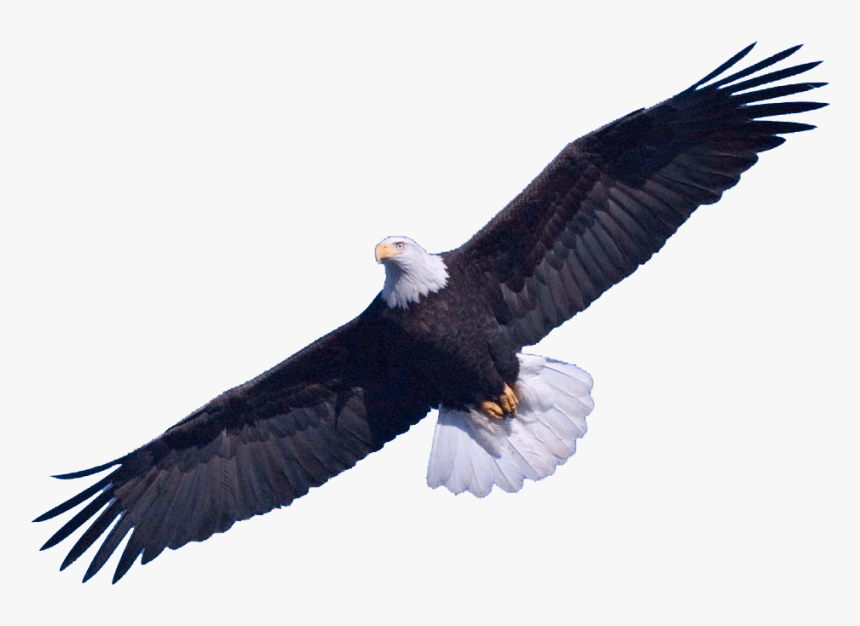 Eagle Png Png - Bald Eagle Transparent Background, Png Download, Free Download