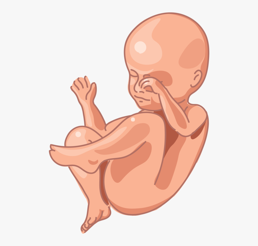 Image Of A Fetus At 28 Weeks Of Development - Prenatal Development Fetüs Png, Transparent Png, Free Download