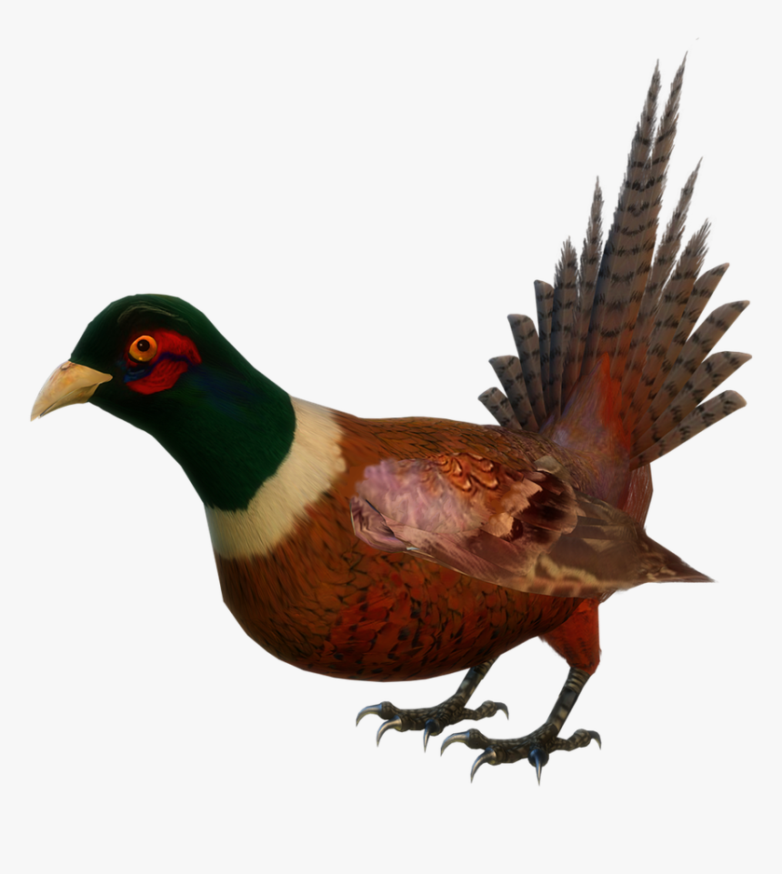 Animal Game Bird Colored Free Photo - Animal, HD Png Download, Free Download