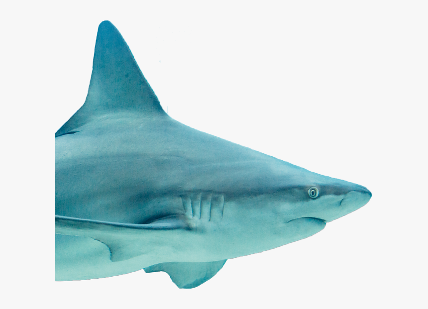 Tiger Shark, HD Png Download, Free Download