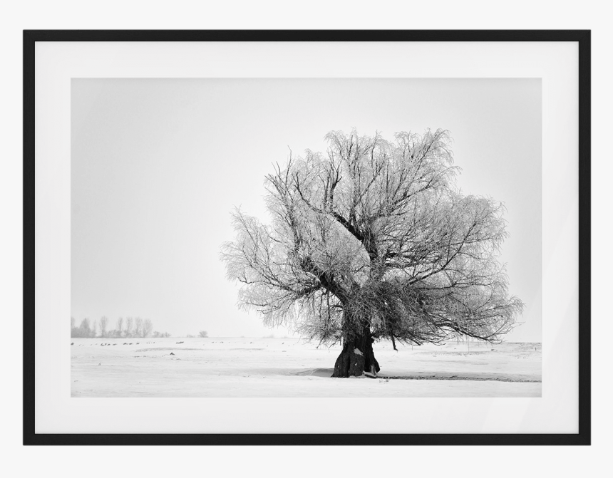 The Frost Print - Oak, HD Png Download, Free Download