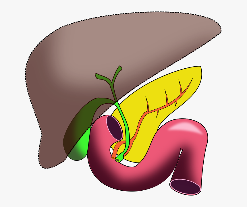 Liver Clipart Unlabeled - Biliary Tract Cancer Esmo, HD Png Download, Free Download