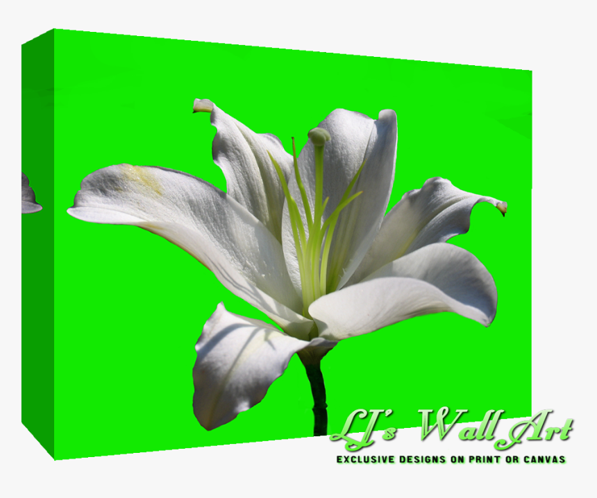 White Lily Flower , Png Download - White Lily Flower, Transparent Png, Free Download