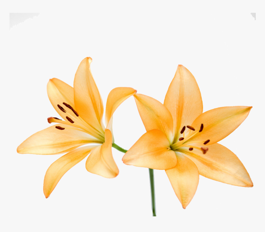 Free Illustration Lily Flower - Orange Lily, HD Png Download, Free Download