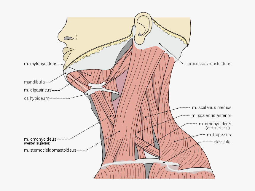 Scheme Of Muscles Of Neck - M Digastricus Venter Posterior, HD Png Download, Free Download