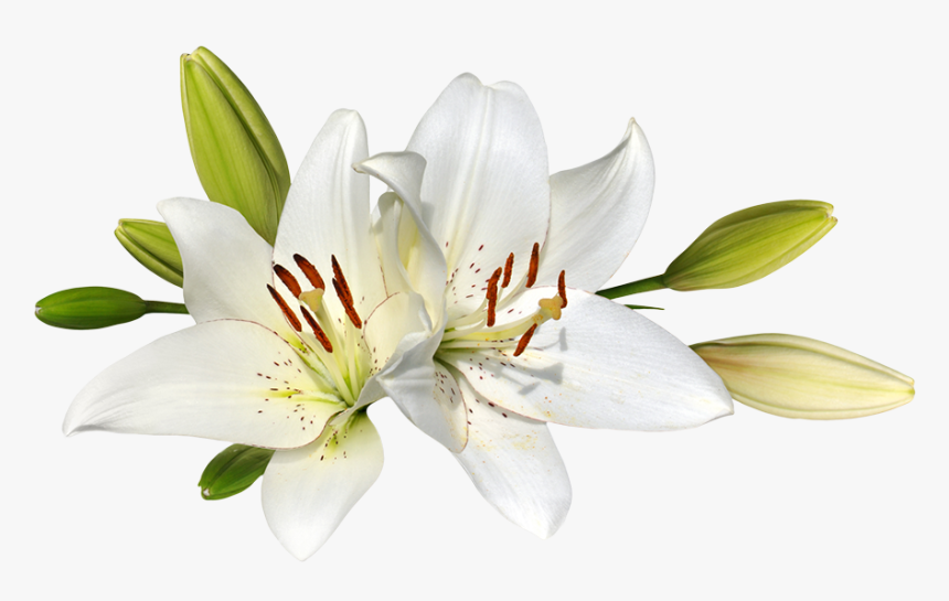 Easter Lily2 - Easter Lilies, HD Png Download - kindpng.